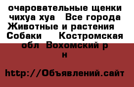 очаровательные щенки чихуа-хуа - Все города Животные и растения » Собаки   . Костромская обл.,Вохомский р-н